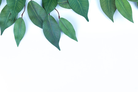 green leaves isolate on top view white backgroundの写真素材