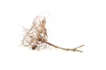 dry root of tree isolated on white background