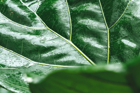 closeup of abstract green leaves backgroundの写真素材