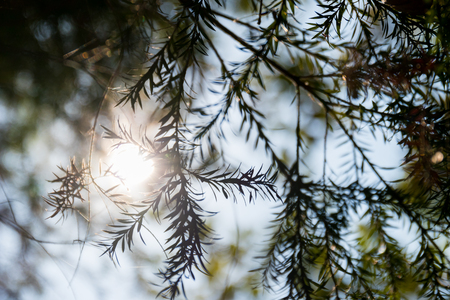 green leaves background with sun glare under the treeの写真素材
