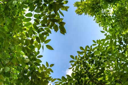 green leaves with sky background under the treeの写真素材