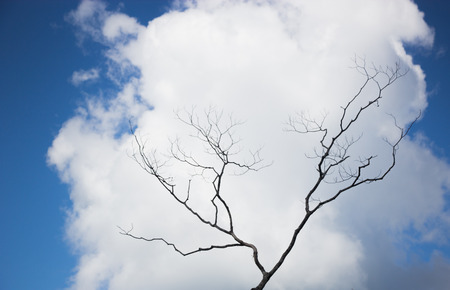 dead treesの写真素材