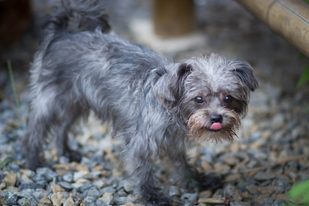 Mini Dogの写真素材