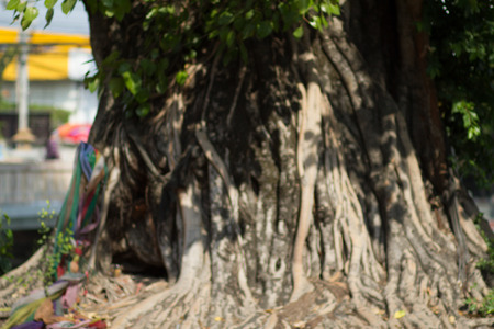 Blur the Bodhi Treeの写真素材