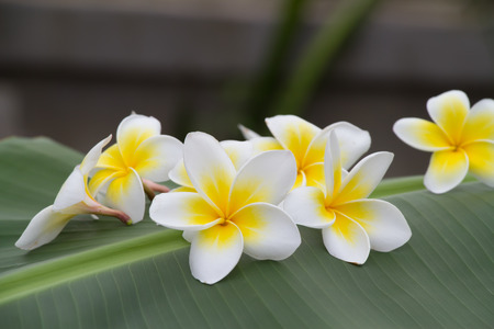 white and yellow frangipani flowers  in green backgroundの写真素材