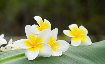 white and yellow frangipani flowers  in green backgroundの写真素材