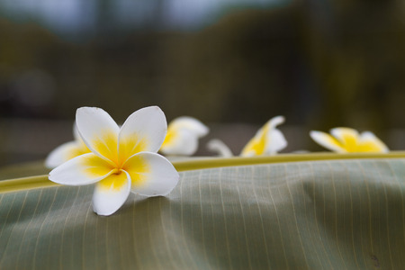 white and yellow frangipani flowers  in green backgroundの写真素材
