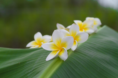 white and yellow frangipani flowers  in green backgroundの写真素材