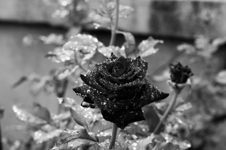 Red roses close up. Background.の写真素材