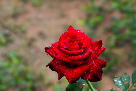Red roses close up. Background.の写真素材