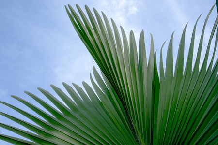 fiji fan palm leafの写真素材