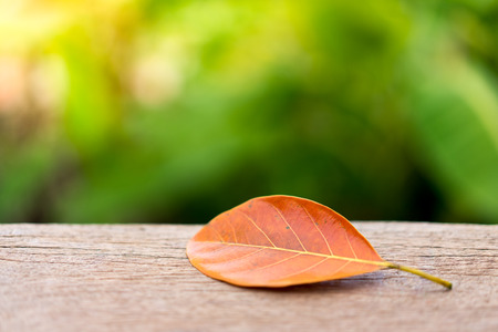 Autumn background/Autumn leaves over wooden backgroundの写真素材