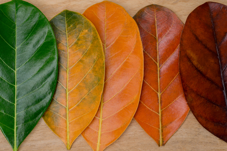 Creative layout of colorful autumn leaves. Flat lay. Season concept.の写真素材