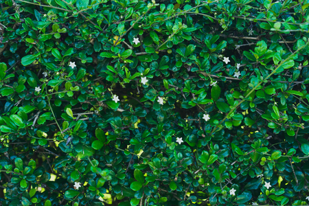 Creative layout made of green leaves. Flat lay. Nature backgroundの写真素材