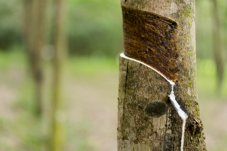 Tapping latex rubber treeの写真素材