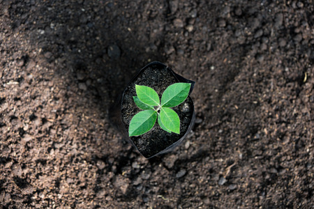 young sprout of green plant in soilの写真素材