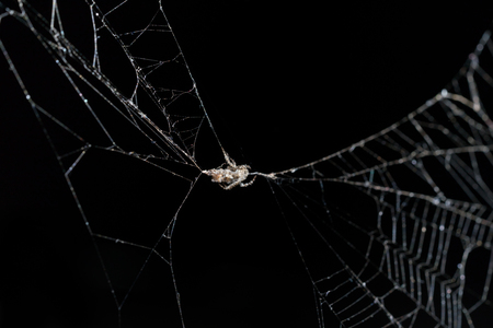 cobweb or spider web isolated on black background	の写真素材