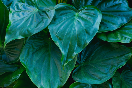 Tropical green leaves on dark background, nature summer forest plant conceptの写真素材