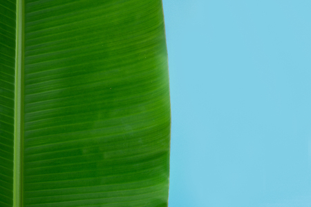 Banana Leafの写真素材