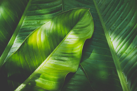 Low key green leafs dark nature backgroundの写真素材