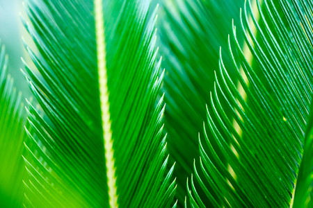 Closeup of sago palm leaves. Shallow depth of field.	の写真素材