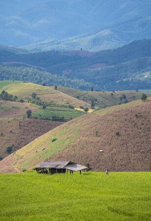 Villadom at paddy rice field in countryside of thailandの写真素材