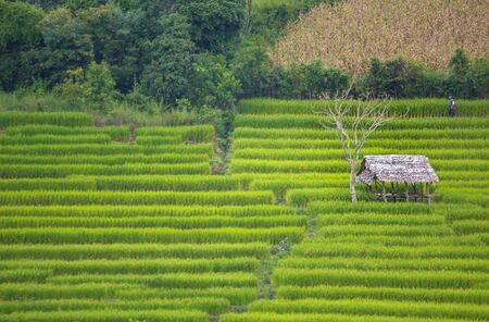 terrace rice farm in countryside of Thailandの写真素材
