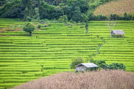 terrace rice farm in countryside of Thailandの写真素材