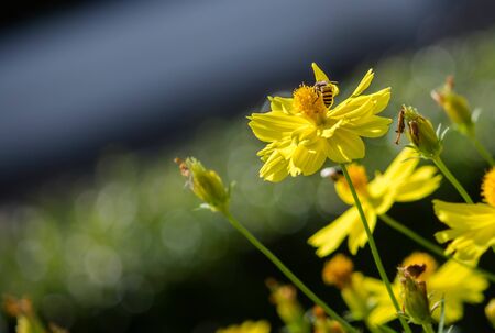 Spring Yellow flowers with the beeの写真素材