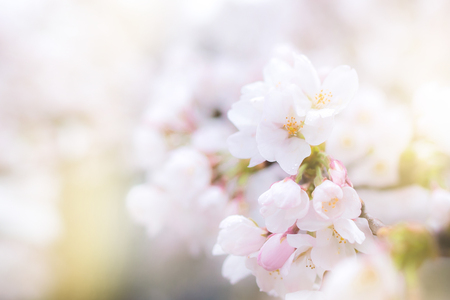 Cherry blossom in full bloom fading in to light, Sakura season in japan.の写真素材