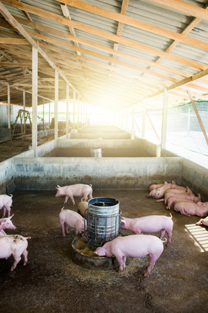 Small piglet stable are eating and growing on the farm, Is a pork industryの写真素材