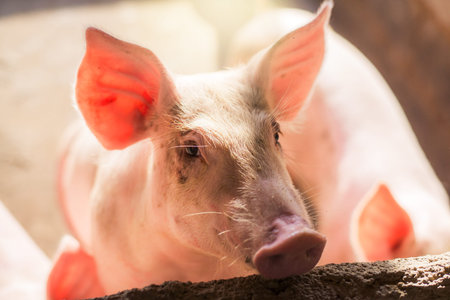 small pigs at the farm,swine in the stall. Meat industry.