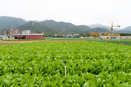 Vegetable garden in chinaの写真素材