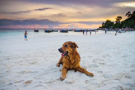 Brown dog on a beach at Koh Lipe sunset most beautiful Thailand.の写真素材