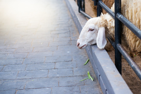 Sheep close up behind the fence in outside at public sheep farm in thailand.の写真素材