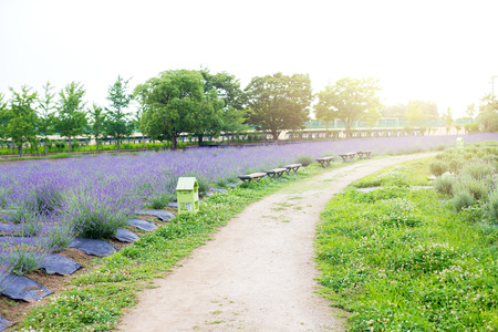 A long chair in flowers garden beautiful    for sit look at a lavender garden in springfield at Japan.の写真素材