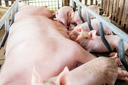 Mother pig and small piglet in the farm,Swine at the farm of thailand.の写真素材