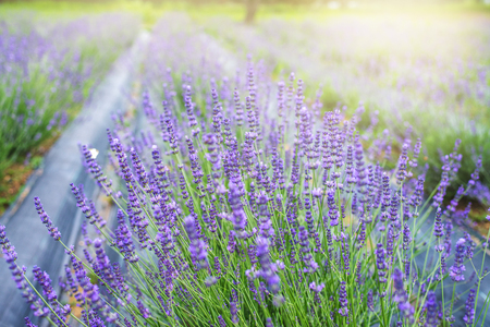 Lavender in a flower garden in spring field at Japan.の写真素材