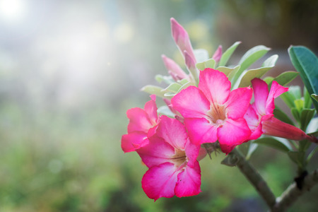 Beautiful flower, pink flower.の写真素材