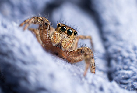 jumping spider