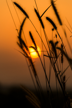 grass flower with sunset background.の写真素材
