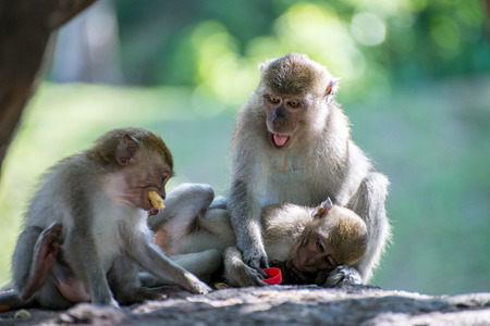 Monkeys family at Tang Kuan Hill, Songkhla, Thailand.の写真素材