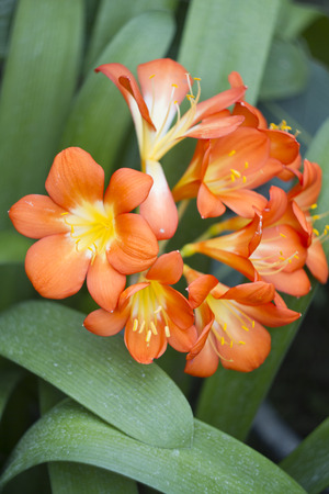 Red tropical flowersの写真素材