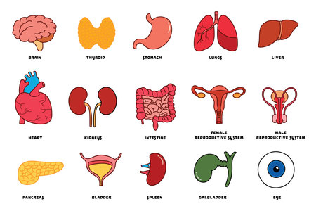Vector illustration icon set of various human body internal organsのイラスト素材