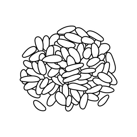 Hand drawn Kids drawing vector Illustration pine nuts in a cartoon style Isolated on White Backgroundのイラスト素材