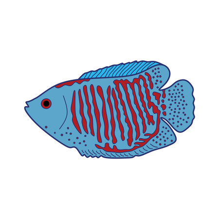Cartoon Vector illustration dwarf gourami fish icon Isolated on White Backgroundのイラスト素材