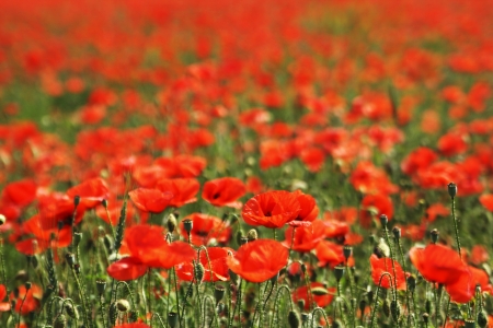 red poppyの写真素材
