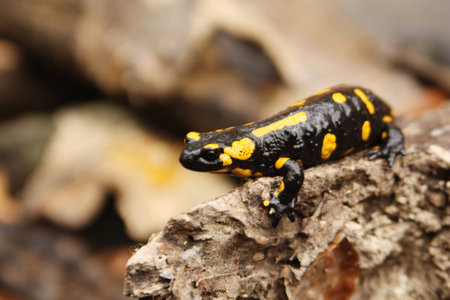salamander on boleの写真素材