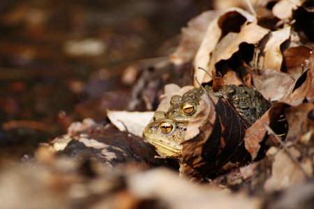 steaming toads in the leavesの写真素材