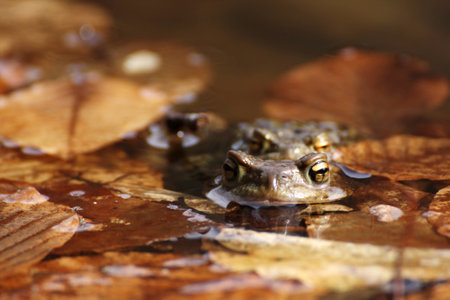 steaming toads in a pondの写真素材
